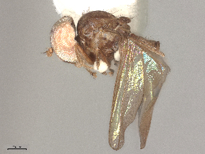  ( - BIOUG25581-C08)  @11 [ ] CreativeCommons - Attribution Share - Alike (2025) CBG Photography Group Centre for Biodiversity Genomics