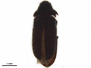  ( - BIOUG25582-F04)  @11 [ ] CreativeCommons - Attribution (2020) CBG Photography Group Centre for Biodiversity Genomics
