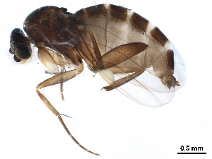  ( - BIOUG25588-A04)  @11 [ ] CreativeCommons - Attribution (2019) CBG Photography Group Centre for Biodiversity Genomics