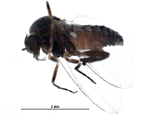  (Simulium congareenarum - BIOUG25589-A11)  @15 [ ] CreativeCommons - Attribution (2015) CBG Photography Group Centre for Biodiversity Genomics