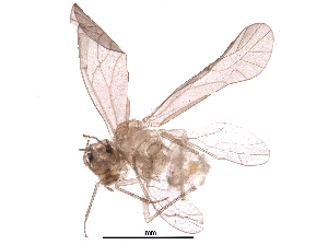  ( - BIOUG25473-C07)  @13 [ ] CreativeCommons - Attribution (2016) CBG Photography Group Centre for Biodiversity Genomics