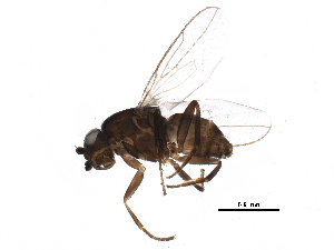  (Sclerocoelus parasordipes - BIOUG25568-F11)  @13 [ ] CreativeCommons - Attribution (2015) CBG Photography Group Centre for Biodiversity Genomics