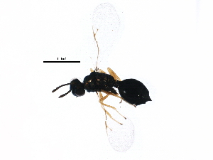  ( - BIOUG25599-C08)  @13 [ ] CreativeCommons - Attribution (2015) CBG Photography Group Centre for Biodiversity Genomics