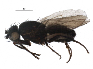  (Rachispoda cryptica - BIOUG25607-G02)  @14 [ ] CreativeCommons - Attribution (2015) CBG Photography Group Centre for Biodiversity Genomics