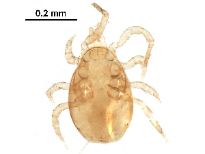  (Amblyseius sp. JCS16 - BIOUG25609-G08)  @15 [ ] CreativeCommons - Attribution (2016) CBG Photography Group Centre for Biodiversity Genomics