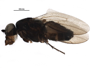  ( - BIOUG25619-B02)  @13 [ ] CreativeCommons - Attribution (2015) CBG Photography Group Centre for Biodiversity Genomics