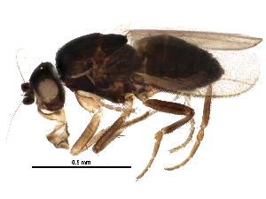  (Pullimosina heteroneura - BIOUG25626-B08)  @14 [ ] CreativeCommons - Attribution (2015) CBG Photography Group Centre for Biodiversity Genomics