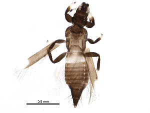  ( - BIOUG25654-B01)  @14 [ ] CreativeCommons - Attribution (2015) CBG Photography Group Centre for Biodiversity Genomics