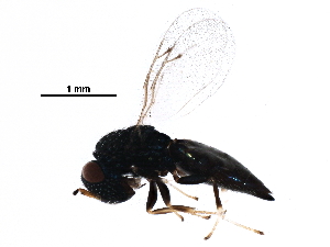  ( - BIOUG31091-C03)  @13 [ ] CreativeCommons - Attribution (2016) CBG Photography Group Centre for Biodiversity Genomics