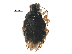  (Saldula orbiculata - BIOUG31092-A07)  @14 [ ] CreativeCommons - Attribution (2016) CBG Photography Group Centre for Biodiversity Genomics