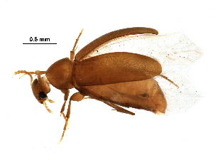  (Naucles - BIOUG31172-B12)  @14 [ ] CreativeCommons - Attribution (2016) CBG Photography Group Centre for Biodiversity Genomics