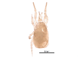  (Proprioseiopsis sp. JCS31 - BIOUG31042-B01)  @14 [ ] CreativeCommons - Attribution (2016) CBG Photography Group Centre for Biodiversity Genomics