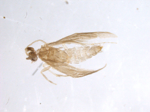  (Hydroptila remita - 10SMTRI-037)  @13 [ ] CreativeCommons - Attribution (2010) CBG Photography Group Centre for Biodiversity Genomics
