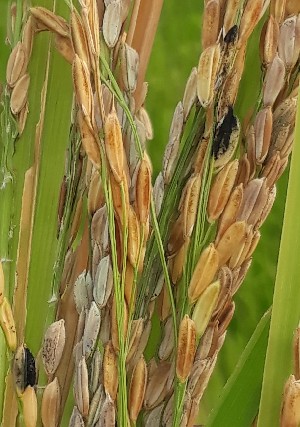  ( - SFB116)  @11 [ ] C (2024) Sudhir Diwase paul hebert cenytre for DNA Barcoding and Biodiversity Studie