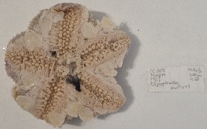  ( - SBB-SMP-81503)  @11 [ ] cc-by-sa (2022) South African National Biodiversity Institute South African National Biodiversity Institute