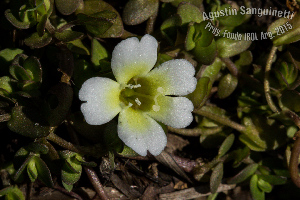  (Bacopa dubia - SanguinettiA0209)  @11 [ ] CreativeCommons - Attribution Non-Commercial No Derivatives (2017) Agustín Sanguinetti Agustín Sanguinetti