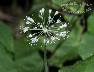  (Hydrocotyle leucocephala - SanguinettiA0228)  @11 [ ] CreativeCommons - Attribution Non-Commercial No Derivatives (2017) Agustín Sanguinetti Agustín Sanguinetti