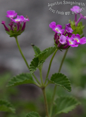  (Lantana montevidensis - SanguinettiA0314)  @11 [ ] CreativeCommons - Attribution Non-Commercial No Derivatives (2017) Agustín Sanguinetti Agustín Sanguinetti