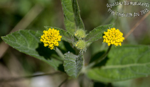  (Lippia asperrima - SanguinettiA0297)  @11 [ ] CreativeCommons - Attribution Non-Commercial No Derivatives (2017) Agustín Sanguinetti Agustín Sanguinetti