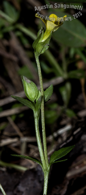  (Mecardonia procumbens - SanguinettiA0249)  @11 [ ] CreativeCommons - Attribution Non-Commercial No Derivatives (2017) Agustín Sanguinetti Agustín Sanguinetti