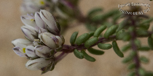 (Polygala cyparissias - SanguinettiA0356)  @11 [ ] CreativeCommons - Attribution Non-Commercial No Derivatives (2017) Agustín Sanguinetti Agustín Sanguinetti
