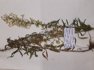  (Erigeron canadensis - SNMP120)  @11 [ ] CreativeCommons  Attribution Non-Commercial Share-Alike (2019) Eva Uhercikova Slovak National Museum-Natural History Museum