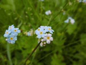  (Myosotis palustris - SNMP163)  @11 [ ] CreativeCommons  Attribution Non-Commercial Share-Alike (2020) Eliska Stubnova Gburova Slovak National Museum-Natural History Museum