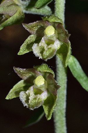  (Epipactis microphylla - SNMP25)  @11 [ ] CreativeCommons  Attribution Non-Commercial Share-Alike  Eliska Gburova-Stubnova Slovak National Museum-Natural History Museum