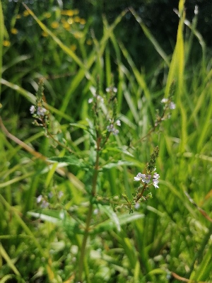  (Veronica anagallis-aquatica - SNMP268)  @11 [ ] by-nc-sa (2021) E. Gburova-Stubnova Slovak National Museum-Natural History Museum