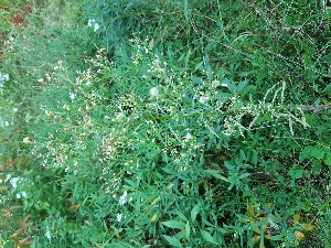  ( - SNMP279)  @11 [ ] CreativeCommons  Attribution Non-Commercial Share-Alike (2021) Eva Uhercikova Slovak National Museum-Natural History Museum