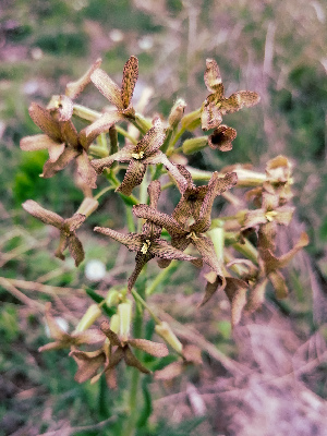  (Hesperis tristis - SNMP306)  @11 [ ] by-nc-sa (2021) E. Gburova-Stubnova Slovak National Museum-Natural History Museum