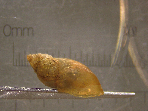  ( - 22-SNAIL-0060)  @11 [ ] CreativeCommons - Attribution Share-Alike (2023) Unspecified Drexel University, Academy of Natural Sciences