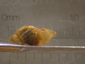  ( - 22-SNAIL-0060)  @11 [ ] CreativeCommons - Attribution Share-Alike (2023) Unspecified Drexel University, Academy of Natural Sciences