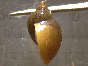  (Ladislavella - 22-SNAIL-0097)  @11 [ ] CreativeCommons - Attribution Share-Alike (2023) Unspecified Drexel University, Academy of Natural Sciences