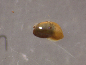  ( - 22-SNAIL-0145)  @11 [ ] CreativeCommons - Attribution Share-Alike (2023) Unspecified Drexel University, Academy of Natural Sciences