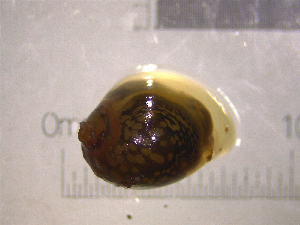  (Physella EG1 - 22-SNAIL-0157)  @11 [ ] CreativeCommons - Attribution Share-Alike (2023) Unspecified Drexel University, Academy of Natural Sciences