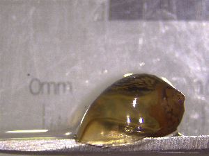  ( - 22-SNAIL-0157)  @11 [ ] CreativeCommons - Attribution Share-Alike (2023) Unspecified Drexel University, Academy of Natural Sciences