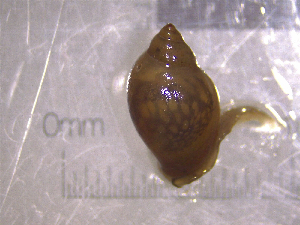  (Physella EG4 - 22-SNAIL-0163)  @11 [ ] CreativeCommons - Attribution Share-Alike (2023) Unspecified Drexel University, Academy of Natural Sciences