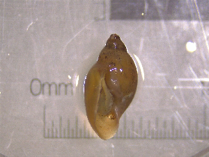  ( - 22-SNAIL-0168)  @11 [ ] CreativeCommons - Attribution Share-Alike (2023) Unspecified Drexel University, Academy of Natural Sciences