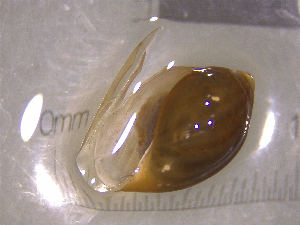  ( - 22-SNAIL-0185)  @11 [ ] CreativeCommons - Attribution Share-Alike (2023) Unspecified Drexel University, Academy of Natural Sciences