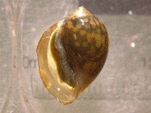  ( - 22-SNAIL-0199)  @11 [ ] CreativeCommons - Attribution Share-Alike (2023) Unspecified Drexel University, Academy of Natural Sciences