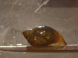  ( - 22-SNAIL-0231)  @11 [ ] CreativeCommons - Attribution Share-Alike (2023) Unspecified Drexel University, Academy of Natural Sciences