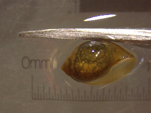  ( - 22-SNAIL-0235)  @11 [ ] CreativeCommons - Attribution Share-Alike (2023) Unspecified Drexel University, Academy of Natural Sciences