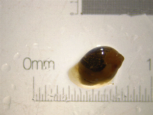  ( - 22-SNAIL-0239)  @11 [ ] CreativeCommons - Attribution Share-Alike (2023) Unspecified Drexel University, Academy of Natural Sciences