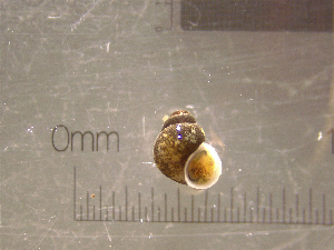  ( - 22-SNAIL-0285)  @11 [ ] CreativeCommons - Attribution Share-Alike (2023) Unspecified Drexel University, Academy of Natural Sciences