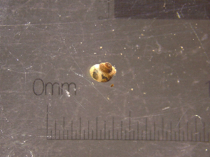  (Lithoglyphinae - 22-SNAIL-0299)  @11 [ ] CreativeCommons - Attribution Share-Alike (2023) Unspecified Drexel University, Academy of Natural Sciences