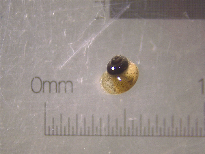  (Amnicola limosus EG1 - 22-SNAIL-0309)  @11 [ ] CreativeCommons - Attribution Share-Alike (2023) Unspecified Drexel University, Academy of Natural Sciences