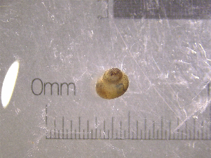  ( - 22-SNAIL-0326)  @11 [ ] CreativeCommons - Attribution Share-Alike (2023) Unspecified Drexel University, Academy of Natural Sciences