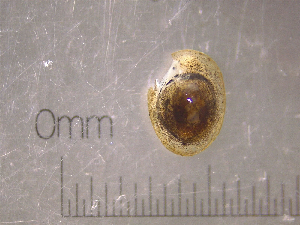  (Ferrissia rivularis EG1 - 22-SNAIL-0388)  @11 [ ] CreativeCommons - Attribution Share-Alike (2023) Unspecified Drexel University, Academy of Natural Sciences