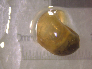  ( - 22-SNAIL-0413)  @11 [ ] CreativeCommons - Attribution Share-Alike (2023) Unspecified Drexel University, Academy of Natural Sciences